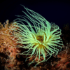 Ultra Tube Anemones Cerianthus Sp - Image 3