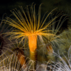 Ultra Tube Anemones Cerianthus Sp - Image 6