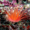 Ultra Tube Anemones Cerianthus Sp - Image 5