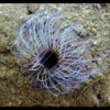 Ultra Tube Anemones Cerianthus Sp - Image 4
