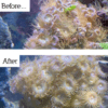 NT Labs Marine Anti Aiptasia 100ml - Image 3