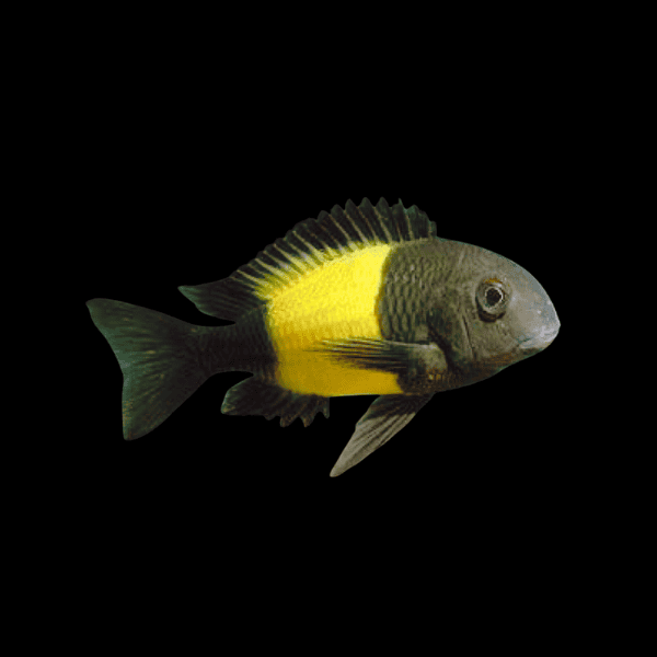 Tropheus Kaiser Ikola Tanganyikan African Cichlid fish in black background.