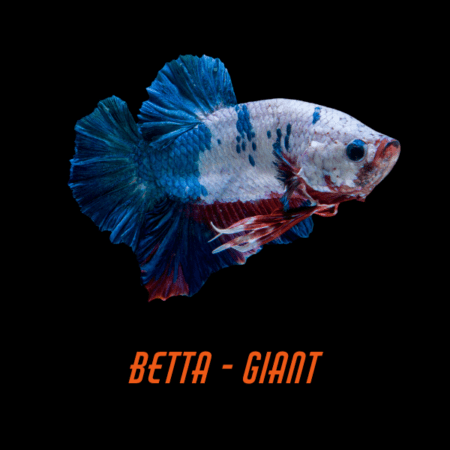 Betta - Giant