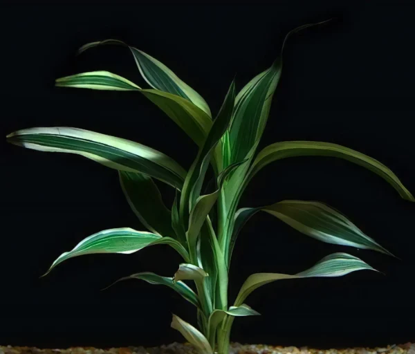 Five Potted Plants Variegated Dracena Dracaena Sanderiana