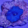 Blue Mushroom Coral Frag Rhodactis Sp - Image 2