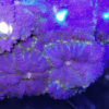 Blue Mushroom Coral Frag Rhodactis Sp - Image 4