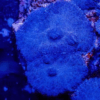 Blue Mushroom Coral Frag Rhodactis Sp - Image 5
