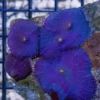 Blue Mushroom Coral Frag Rhodactis Sp - Image 6