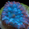 Blue Mushroom Coral Frag Rhodactis Sp - Image 3