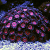 Blue Zoa Soft Coral Frag Zoanthus Sp - Image 3