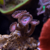 Blue Zoa Soft Coral Frag Zoanthus Sp - Image 4