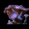 Blue Zoa Soft Coral Frag Zoanthus Sp - Image 5