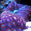 Blue Zoa Soft Coral Frag Zoanthus Sp - Image 2