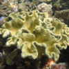 Elephant Ear Toadstool Wild Soft Coral Sarcophyton Sp - Image 6