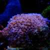 Furry Mushroom Coral Frag Rhodactis Sp - Image 2