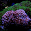 Furry Mushroom Coral Frag Rhodactis Sp - Image 4