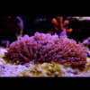 Furry Mushroom Coral Frag Rhodactis Sp - Image 6