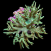 Green Medusa Wild Soft Coral Sinularia Flexibilis
