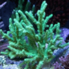 Green Medusa Wild Soft Coral Sinularia Flexibilis - Image 2