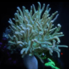 Green Medusa Wild Soft Coral Sinularia Flexibilis - Image 3