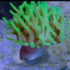 Green Medusa Wild Soft Coral Sinularia Flexibilis - Image 5
