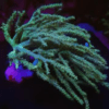 Green Medusa Wild Soft Coral Sinularia Flexibilis - Image 4