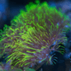 Green Star Polyp Coral Frag Goniopora Sp - Image 5