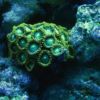 Green Zoa Soft Coral Frag Zoanthus Sp - Image 4