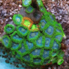 Green Zoa Soft Coral Frag Zoanthus Sp - Image 3