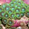 Green Zoa Soft Coral Frag Zoanthus Sp - Image 2