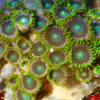Green Zoa Soft Coral Frag Zoanthus Sp - Image 6