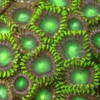 Green Zoa Soft Coral Frag Zoanthus Sp - Image 5