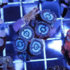 Ice Zoa Soft Coral Frag Zoanthus Sp - Image 2