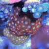 Ice Zoa Soft Coral Frag Zoanthus Sp - Image 5