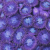 Ice Zoa Soft Coral Frag Zoanthus Sp - Image 4