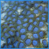 Ice Zoa Soft Coral Frag Zoanthus Sp - Image 6