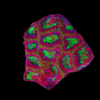 Red Favites Hard Coral Frag Favites Sp