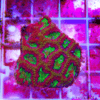 Red Favites Hard Coral Frag Favites Sp - Image 4