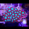 Red Favites Hard Coral Frag Favites Sp - Image 2