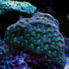 Red Favites Hard Coral Frag Favites Sp - Image 3