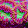 Red Favites Hard Coral Frag Favites Sp - Image 5