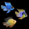 Balloon Ram Mikrogeophagus Ramirezi 4cm