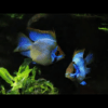 Balloon Ram Mikrogeophagus Ramirezi 4cm - Image 4