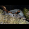 Porthole Shovelnose Catfish Hemisorubim Platyrhynchos 8cm - Image 6