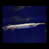 Silver Wrestling Halfbeak Dermogenys Pusilla 3cm - Image 4