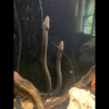 Tulip Swamp Eel Monopterus Albus 15cm - Image 2