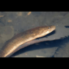 Tulip Swamp Eel Monopterus Albus 15cm - Image 3