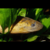 Tulip Swamp Eel Monopterus Albus 15cm - Image 4
