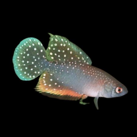Antenori Killifish Hypsolebias Antenori 3cm