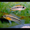 Apistogramma Bitaeniata 3cm - Image 5